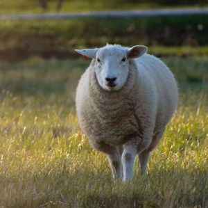 Meet your Posher, Brendan